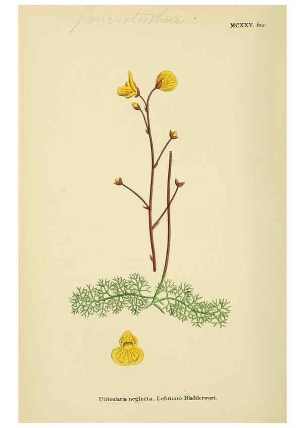 Reproducción/Reproduction 48718245442: English botany, or, Coloured figures of British plants /. London :R. Hardwicke,1863-1886.. 