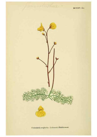 Reproducción/Reproduction 48718245442: English botany, or, Coloured figures of British plants /. London :R. Hardwicke,1863-1886.. 