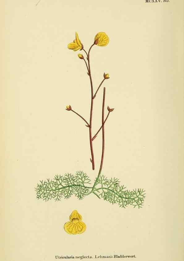 Reproducción/Reproduction 48718245442: English botany, or, Coloured figures of British plants /. London :R. Hardwicke,1863-1886.. 