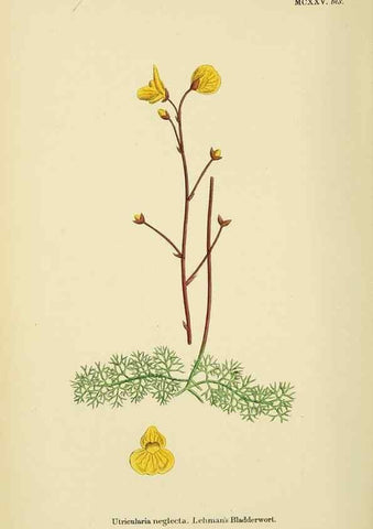 Reproducción/Reproduction 48718245442: English botany, or, Coloured figures of British plants /. London :R. Hardwicke,1863-1886.. 
