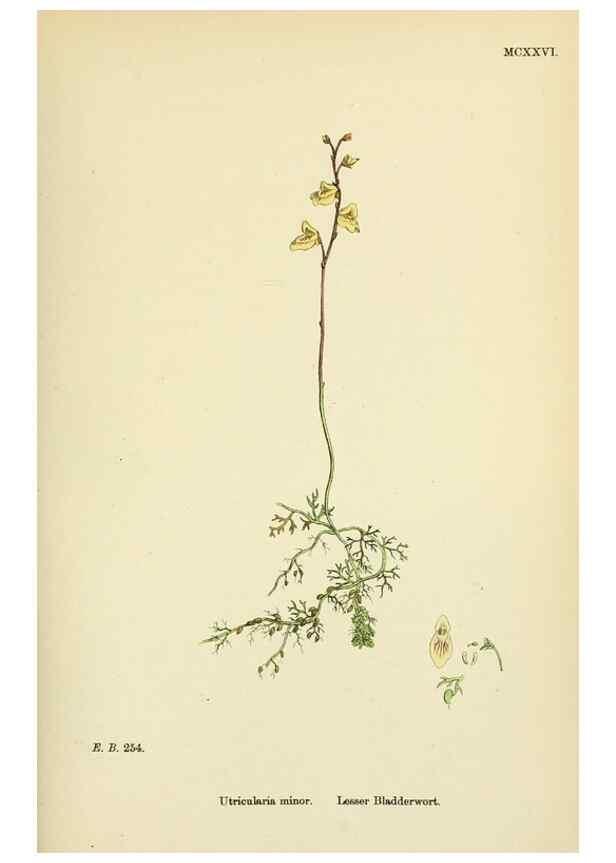 Reproducción/Reproduction 48718073891: English botany, or, Coloured figures of British plants /. London :R. Hardwicke,1863-1886.. 