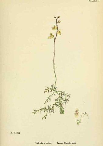 Reproducción/Reproduction 48718073891: English botany, or, Coloured figures of British plants /. London :R. Hardwicke,1863-1886.. 
