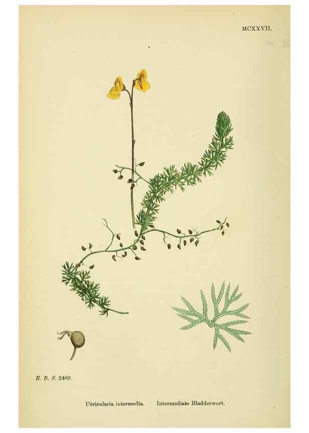 Reproducción/Reproduction 48718074191: English botany, or, Coloured figures of British plants /. London :R. Hardwicke,1863-1886.. 