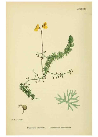 Reproducción/Reproduction 48718074191: English botany, or, Coloured figures of British plants /. London :R. Hardwicke,1863-1886.. 