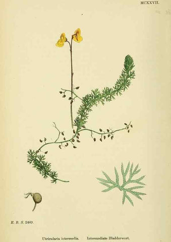 Reproducción/Reproduction 48718074191: English botany, or, Coloured figures of British plants /. London :R. Hardwicke,1863-1886.. 