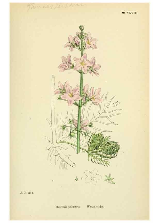 Reproducción/Reproduction 48718246332: English botany, or, Coloured figures of British plants /. London :R. Hardwicke,1863-1886.. 