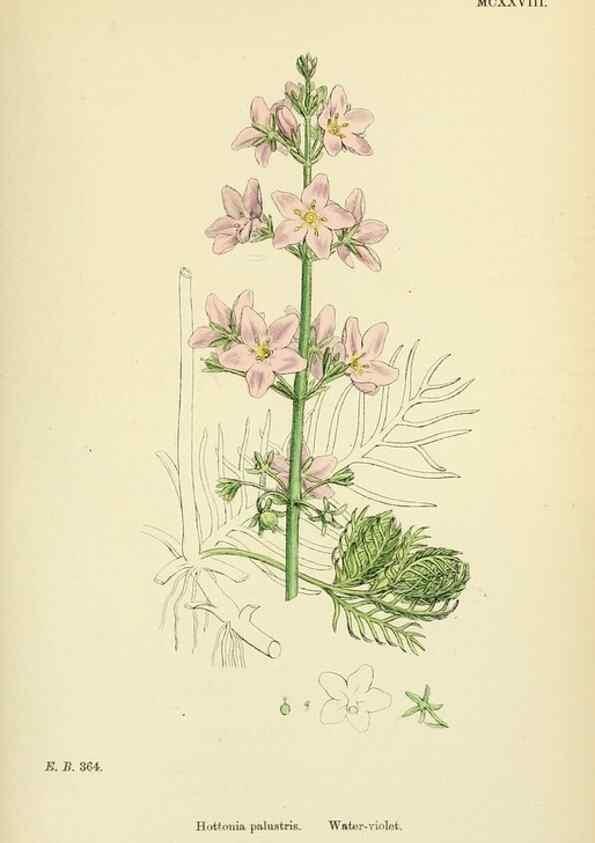 Reproducción/Reproduction 48718246332: English botany, or, Coloured figures of British plants /. London :R. Hardwicke,1863-1886.. 
