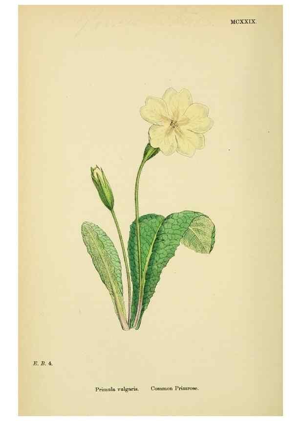 Reproducción/Reproduction 48718075016: English botany, or, Coloured figures of British plants /. London :R. Hardwicke,1863-1886.. 