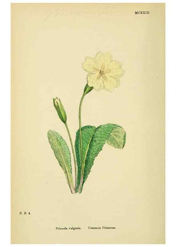 Reproducción/Reproduction 48718075016: English botany, or, Coloured figures of British plants /. London :R. Hardwicke,1863-1886.. 