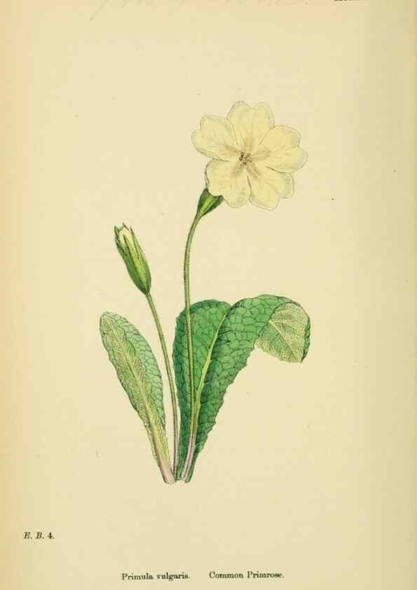 Reproducción/Reproduction 48718075016: English botany, or, Coloured figures of British plants /. London :R. Hardwicke,1863-1886.. 