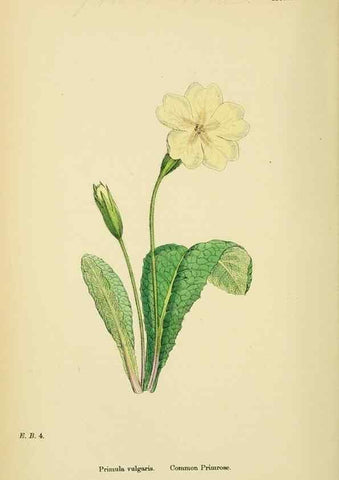 Reproducción/Reproduction 48718075016: English botany, or, Coloured figures of British plants /. London :R. Hardwicke,1863-1886.. 