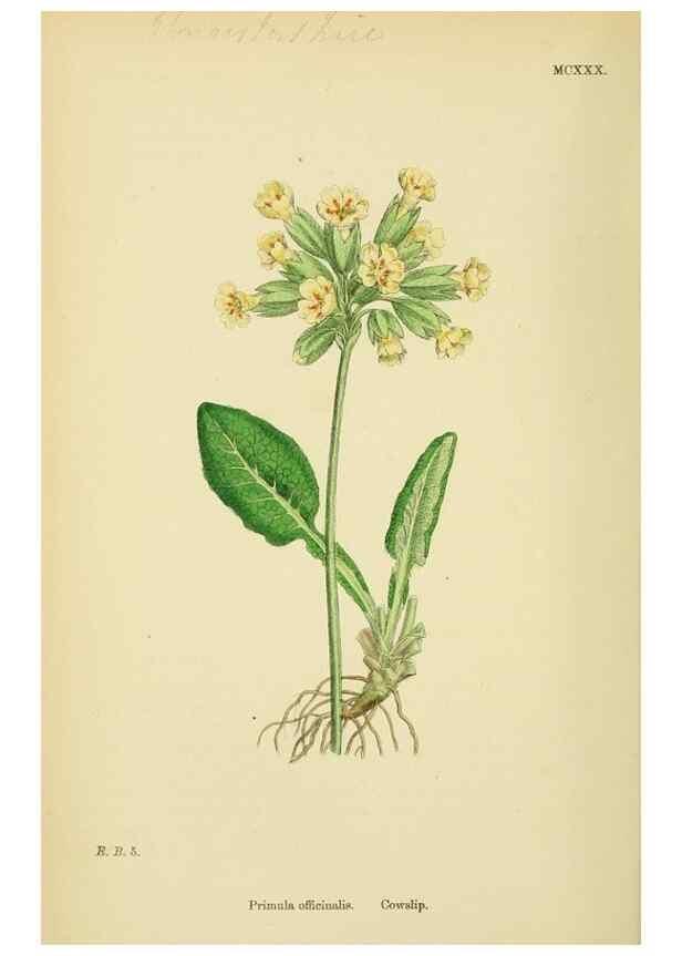 Reproducción/Reproduction 48717738708: English botany, or, Coloured figures of British plants /. London :R. Hardwicke,1863-1886.. 