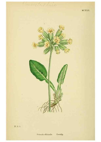 Reproducción/Reproduction 48717738708: English botany, or, Coloured figures of British plants /. London :R. Hardwicke,1863-1886.. 