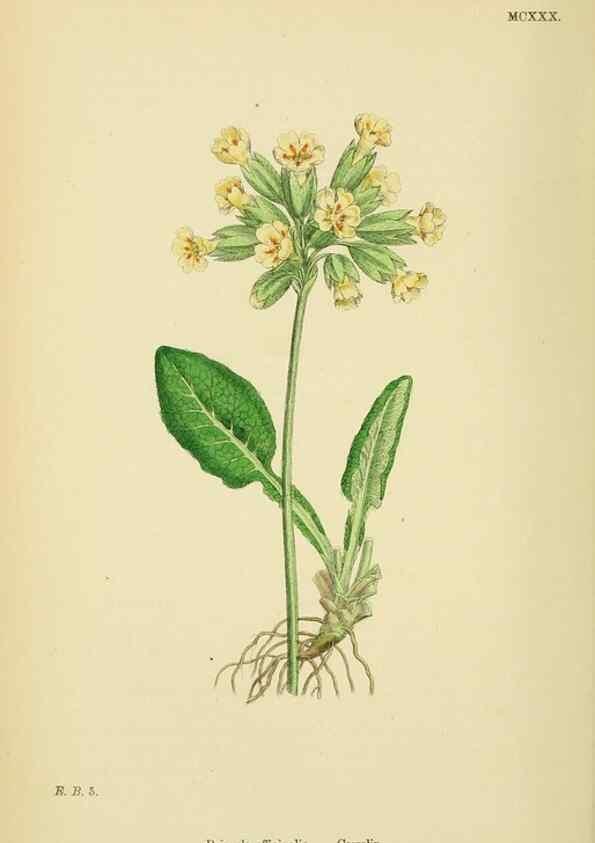 Reproducción/Reproduction 48717738708: English botany, or, Coloured figures of British plants /. London :R. Hardwicke,1863-1886.. 