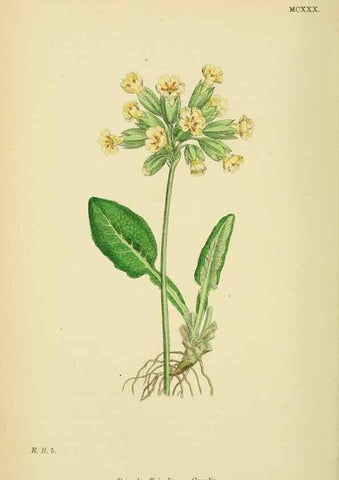 Reproducción/Reproduction 48717738708: English botany, or, Coloured figures of British plants /. London :R. Hardwicke,1863-1886.. 