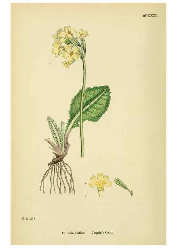 Reproducción/Reproduction 48718075581: English botany, or, Coloured figures of British plants /. London :R. Hardwicke,1863-1886.. 