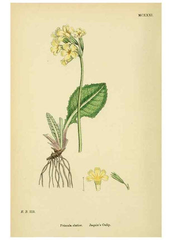 Reproducción/Reproduction 48718075581: English botany, or, Coloured figures of British plants /. London :R. Hardwicke,1863-1886.. 