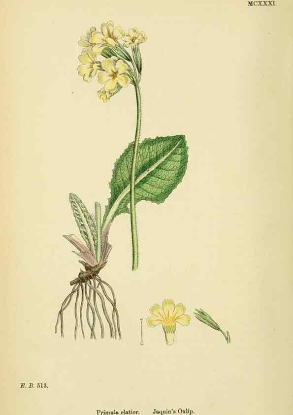 Reproducción/Reproduction 48718075581: English botany, or, Coloured figures of British plants /. London :R. Hardwicke,1863-1886.. 