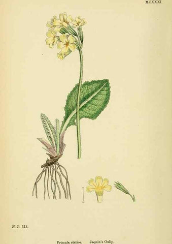 Reproducción/Reproduction 48718075581: English botany, or, Coloured figures of British plants /. London :R. Hardwicke,1863-1886.. 