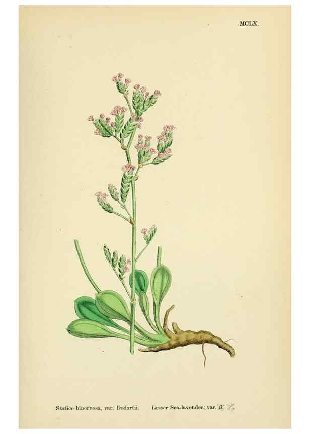 Reproducción/Reproduction 48717748488: English botany, or, Coloured figures of British plants /. London :R. Hardwicke,1863-1886.. 
