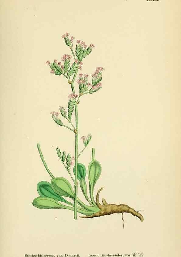 Reproducción/Reproduction 48717748488: English botany, or, Coloured figures of British plants /. London :R. Hardwicke,1863-1886.. 