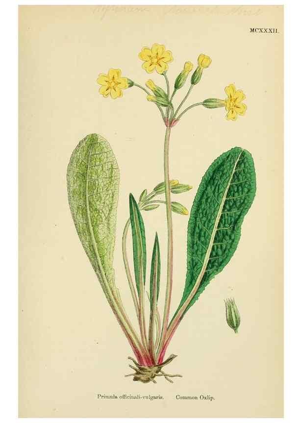 Reproducción/Reproduction 48718247707: English botany, or, Coloured figures of British plants /. London :R. Hardwicke,1863-1886.. 