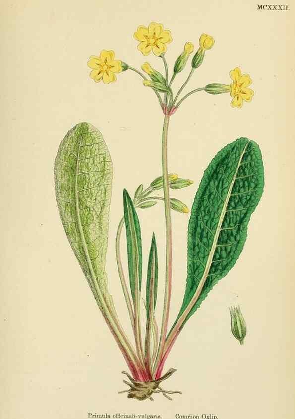 Reproducción/Reproduction 48718247707: English botany, or, Coloured figures of British plants /. London :R. Hardwicke,1863-1886.. 