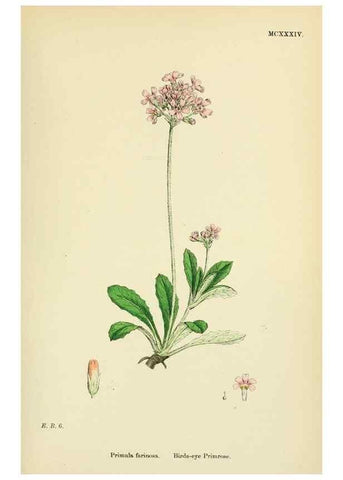 Reproducción/Reproduction 48718248347: English botany, or, Coloured figures of British plants /. London :R. Hardwicke,1863-1886.. 