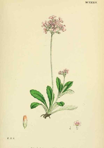 Reproducción/Reproduction 48718248347: English botany, or, Coloured figures of British plants /. London :R. Hardwicke,1863-1886.. 