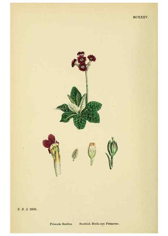 Reproducción/Reproduction 48718248742: English botany, or, Coloured figures of British plants /. London :R. Hardwicke,1863-1886.. 