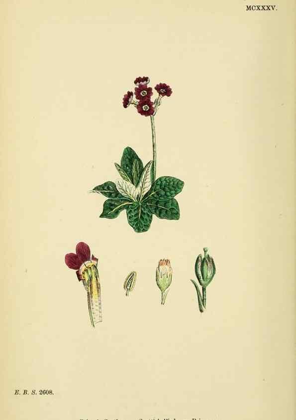 Reproducción/Reproduction 48718248742: English botany, or, Coloured figures of British plants /. London :R. Hardwicke,1863-1886.. 