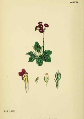 Reproducción/Reproduction 48718248742: English botany, or, Coloured figures of British plants /. London :R. Hardwicke,1863-1886.. 