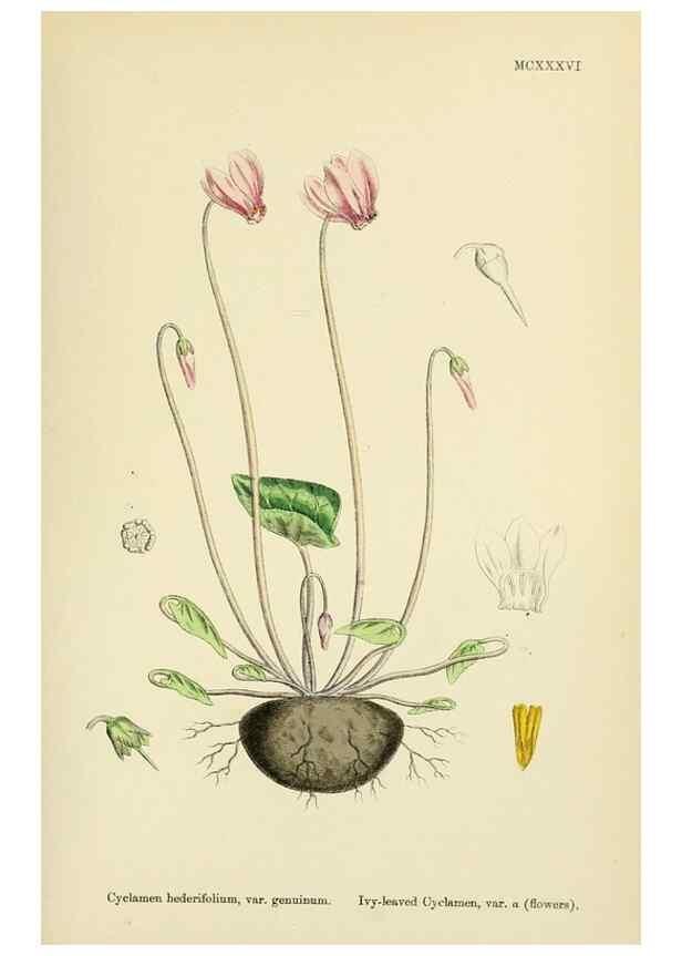 Reproducción/Reproduction 48717740448: English botany, or, Coloured figures of British plants /. London :R. Hardwicke,1863-1886.. 