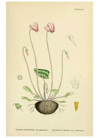Reproducción/Reproduction 48717740448: English botany, or, Coloured figures of British plants /. London :R. Hardwicke,1863-1886.. 
