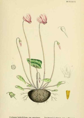 Reproducción/Reproduction 48717740448: English botany, or, Coloured figures of British plants /. London :R. Hardwicke,1863-1886.. 