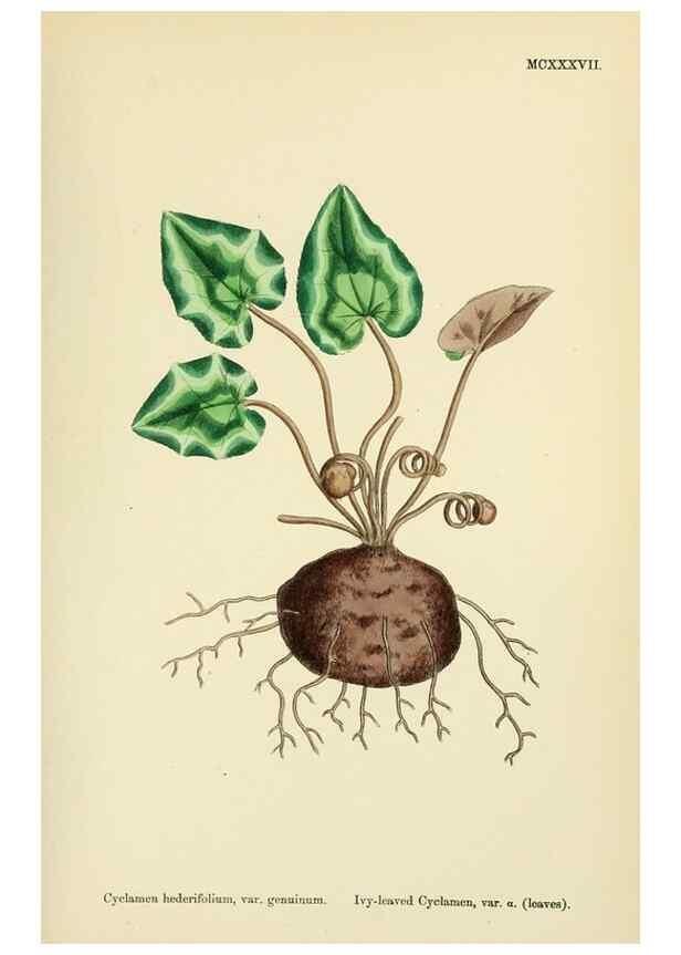 Reproducción/Reproduction 48718077481: English botany, or, Coloured figures of British plants /. London :R. Hardwicke,1863-1886.. 