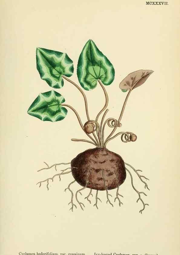 Reproducción/Reproduction 48718077481: English botany, or, Coloured figures of British plants /. London :R. Hardwicke,1863-1886.. 