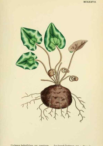 Reproducción/Reproduction 48718077481: English botany, or, Coloured figures of British plants /. London :R. Hardwicke,1863-1886.. 