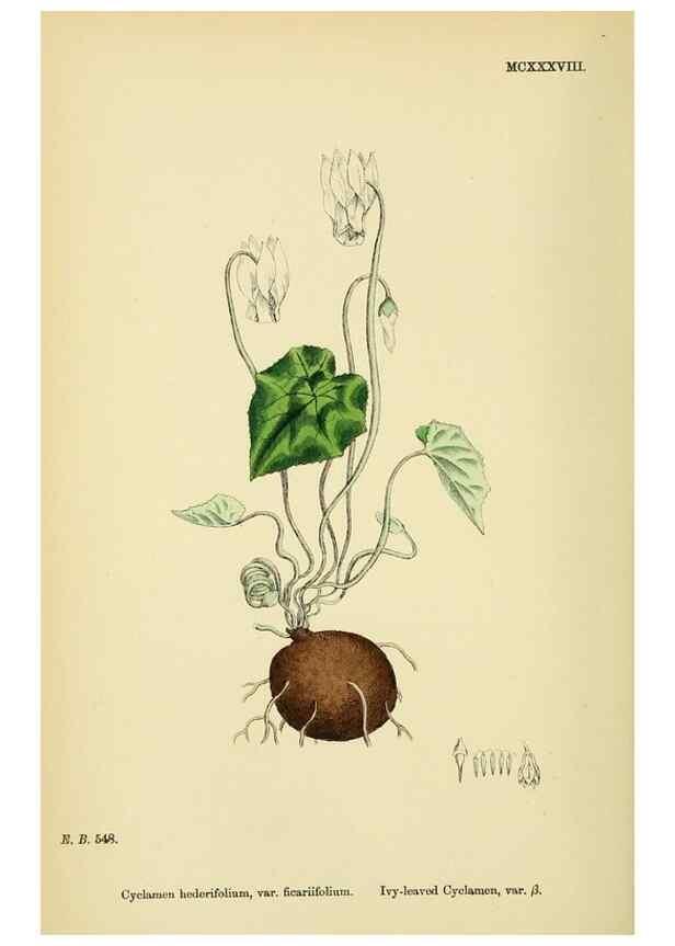 Reproducción/Reproduction 48717741163: English botany, or, Coloured figures of British plants /. London :R. Hardwicke,1863-1886.. 