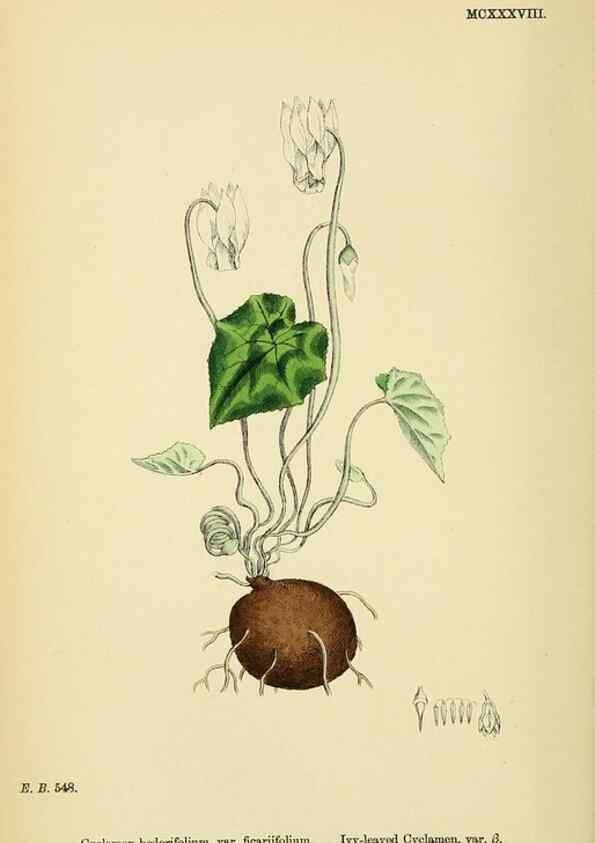 Reproducción/Reproduction 48717741163: English botany, or, Coloured figures of British plants /. London :R. Hardwicke,1863-1886.. 