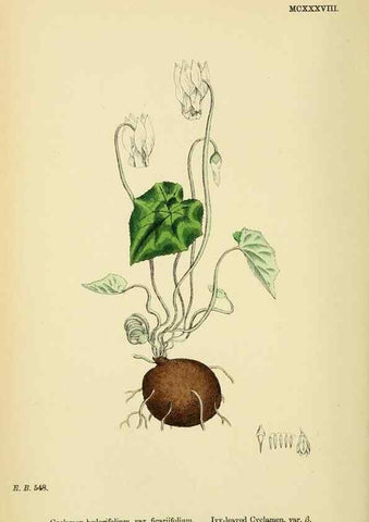 Reproducción/Reproduction 48717741163: English botany, or, Coloured figures of British plants /. London :R. Hardwicke,1863-1886.. 