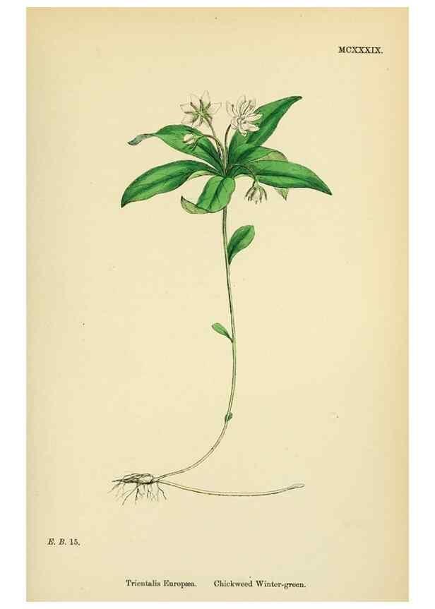 Reproducción/Reproduction 48718078116: English botany, or, Coloured figures of British plants /. London :R. Hardwicke,1863-1886.. 