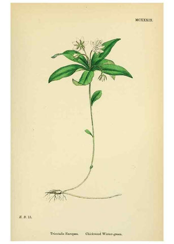 Reproducción/Reproduction 48718078116: English botany, or, Coloured figures of British plants /. London :R. Hardwicke,1863-1886.. 