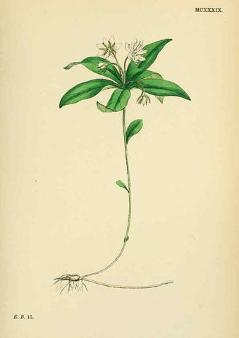 Reproducción/Reproduction 48718078116: English botany, or, Coloured figures of British plants /. London :R. Hardwicke,1863-1886.. 