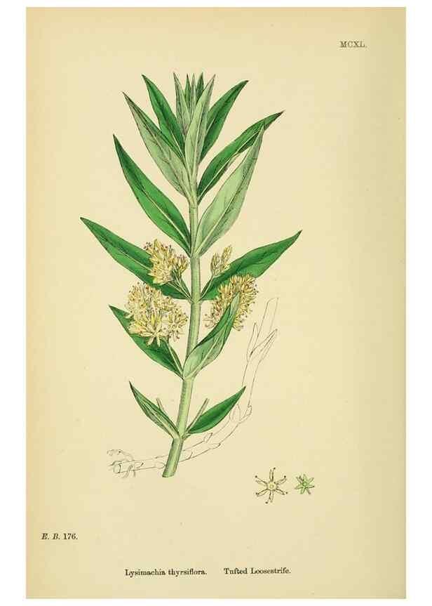 Reproducción/Reproduction 48718078396: English botany, or, Coloured figures of British plants /. London :R. Hardwicke,1863-1886.. 