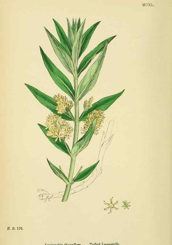 Reproducción/Reproduction 48718078396: English botany, or, Coloured figures of British plants /. London :R. Hardwicke,1863-1886.. 