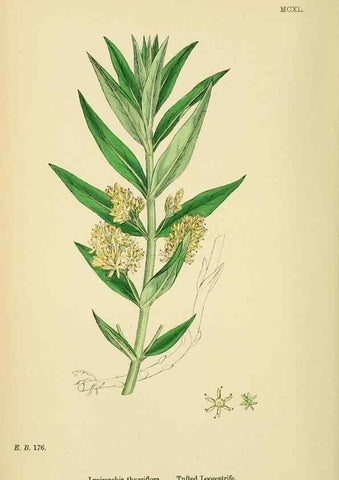 Reproducción/Reproduction 48718078396: English botany, or, Coloured figures of British plants /. London :R. Hardwicke,1863-1886.. 
