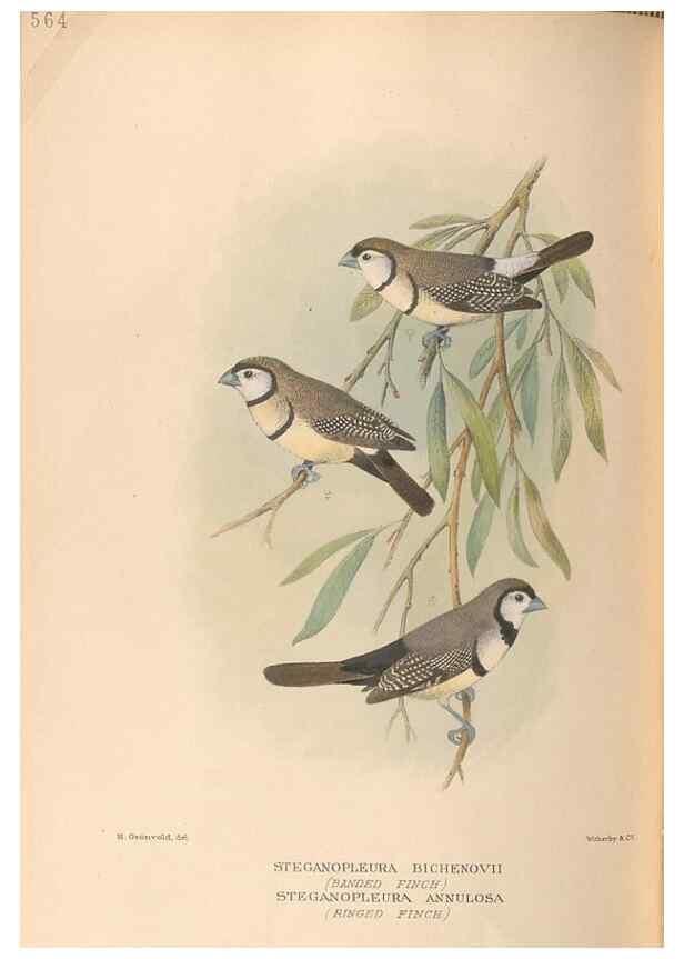 Reproducción/Reproduction 48743537368: The Birds of Australia. London :Witherby & Co.,1910-1927.. 