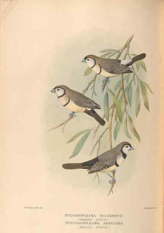 Reproducción/Reproduction 48743537368: The Birds of Australia. London :Witherby & Co.,1910-1927.. 