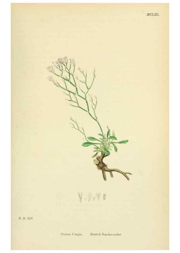 Reproducción/Reproduction 48718085316: English botany, or, Coloured figures of British plants /. London :R. Hardwicke,1863-1886.. 